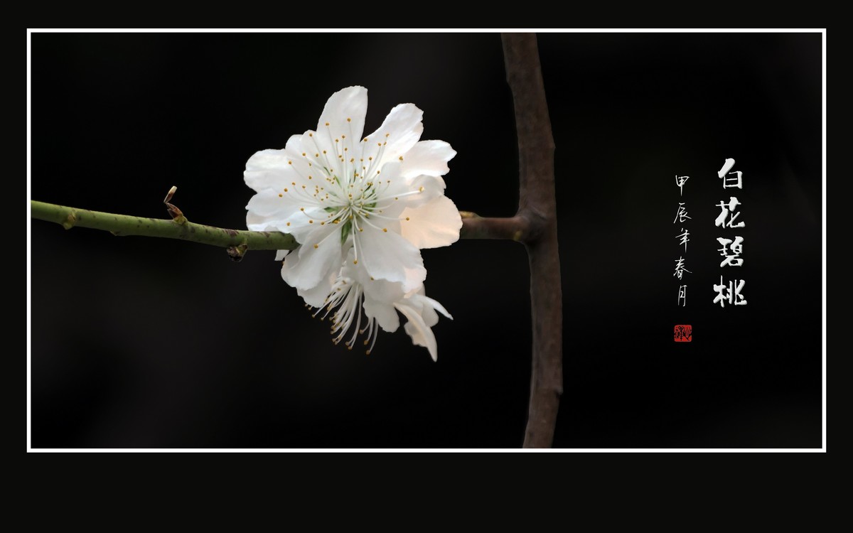 如冰似玉的白花碧桃