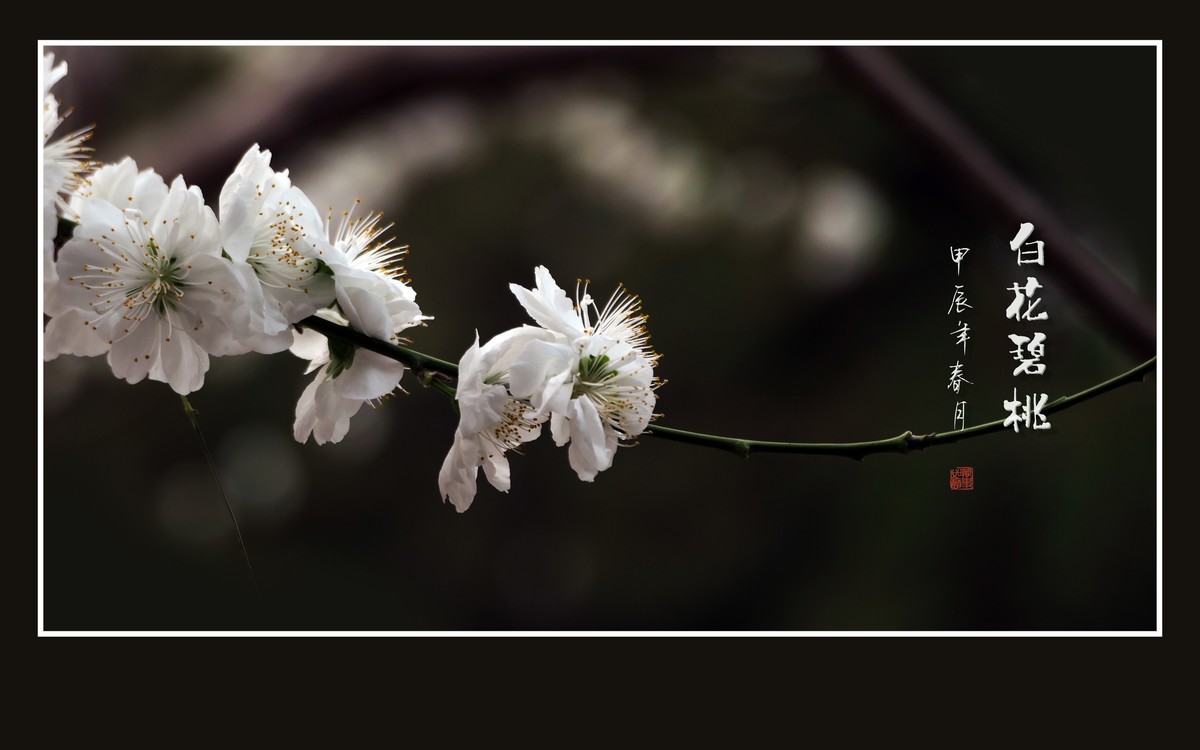 如冰似玉的白花碧桃