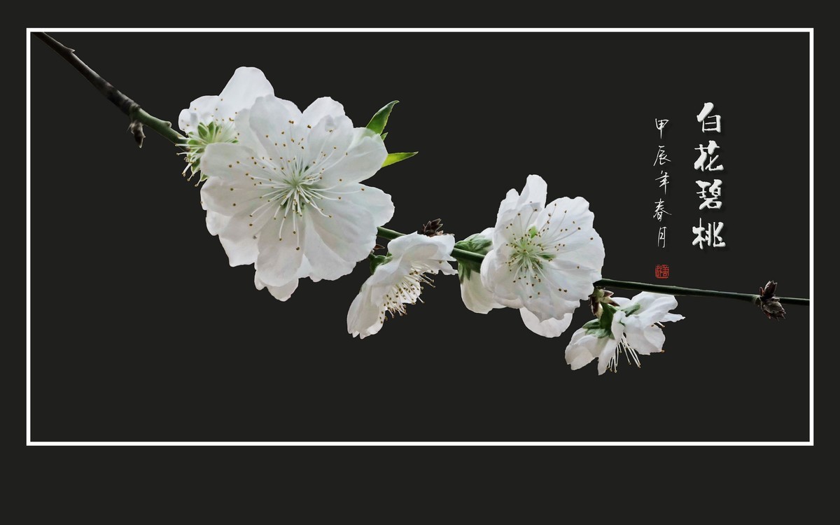 如冰似玉的白花碧桃