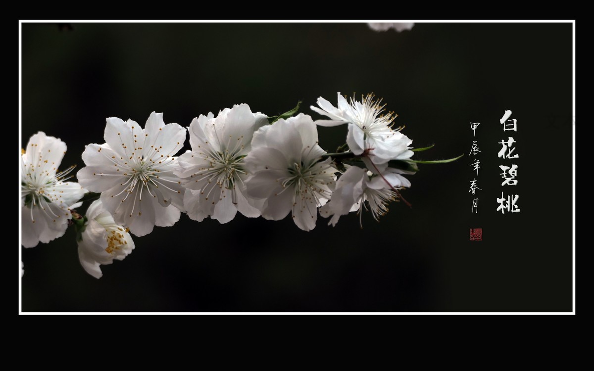 如冰似玉的白花碧桃