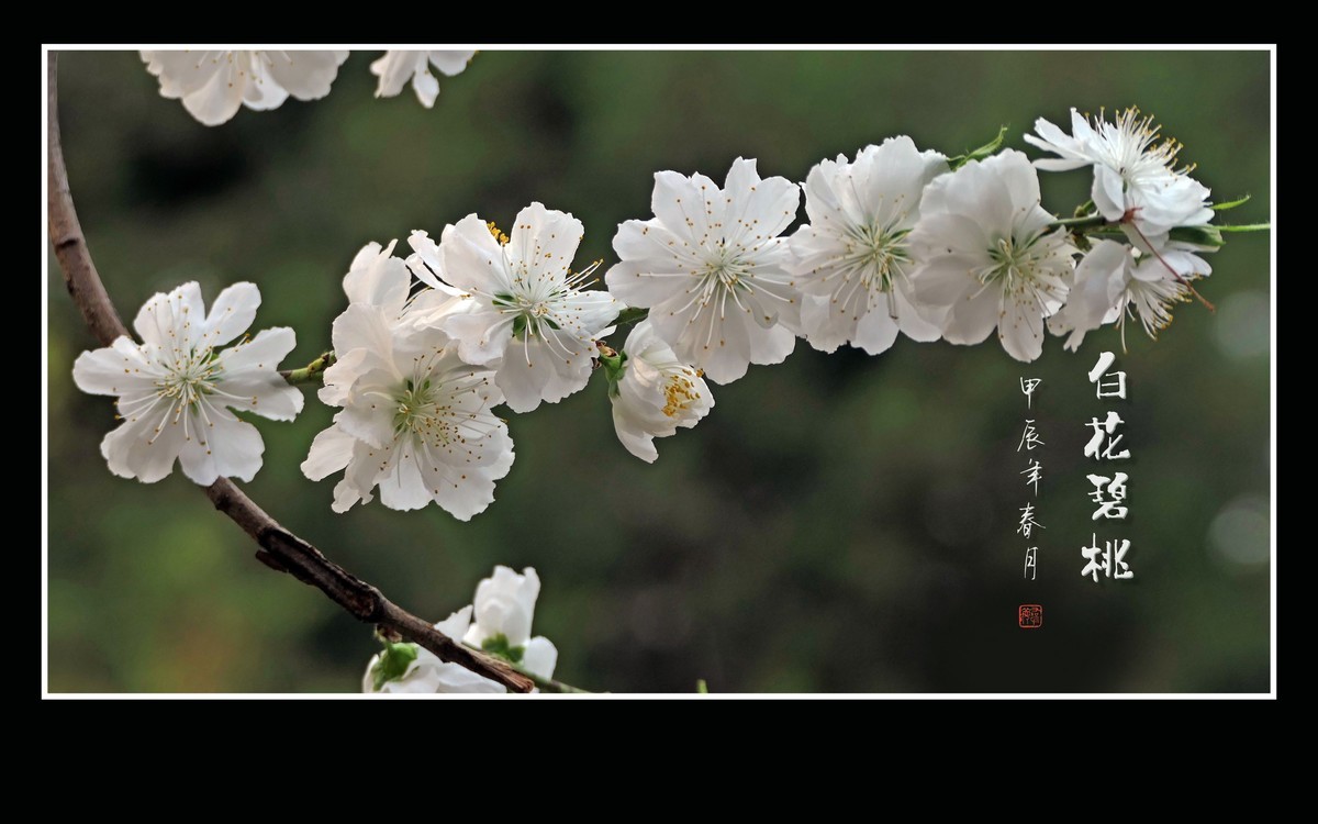 如冰似玉的白花碧桃