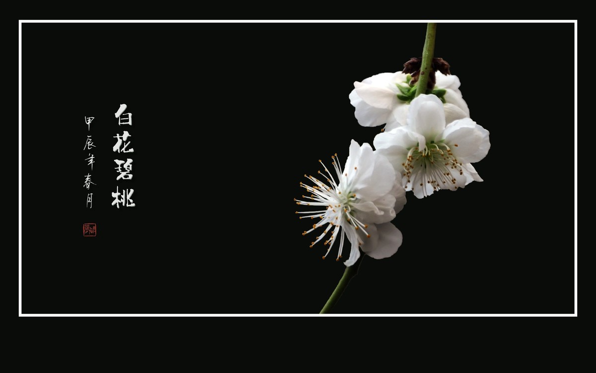 如冰似玉的白花碧桃