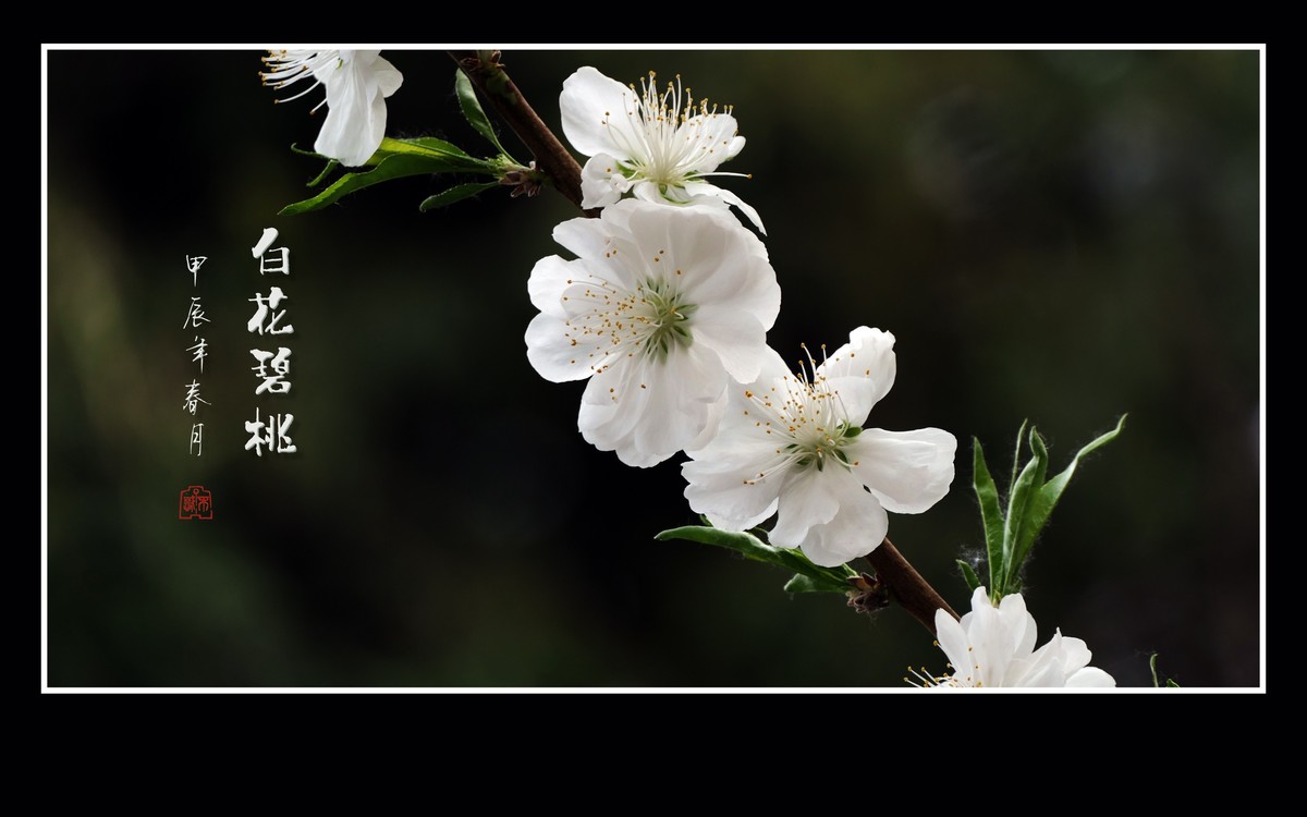 如冰似玉的白花碧桃