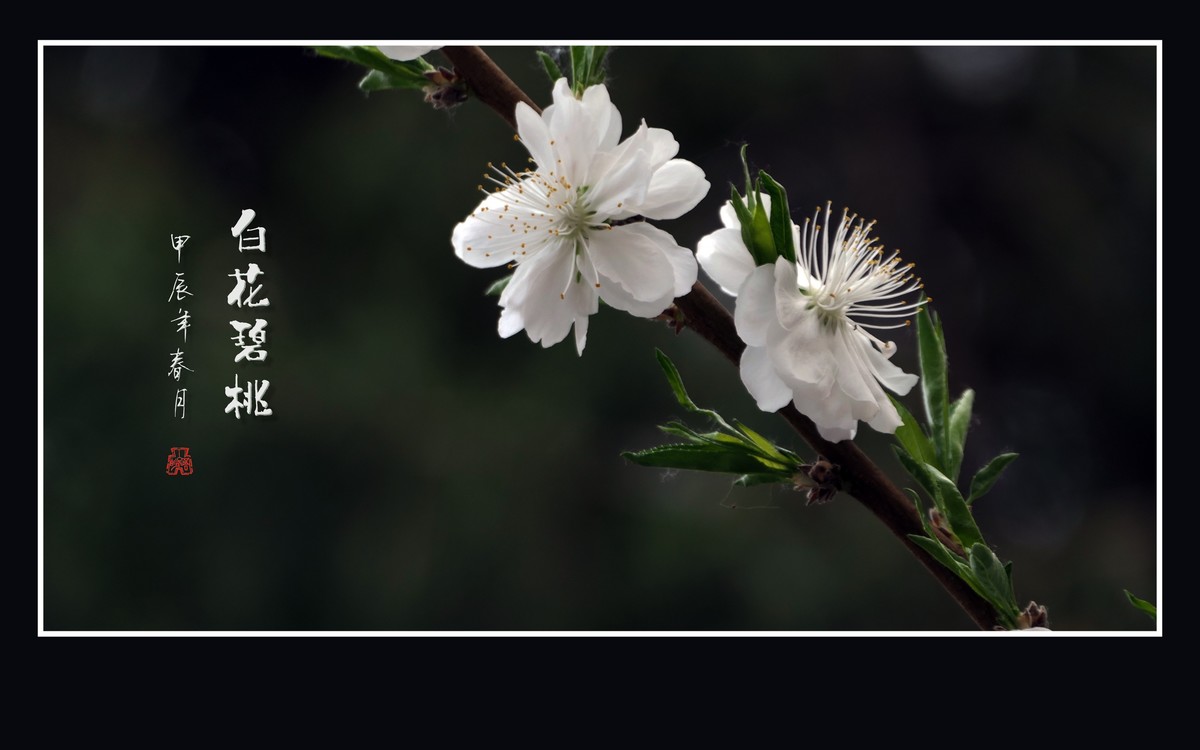 如冰似玉的白花碧桃