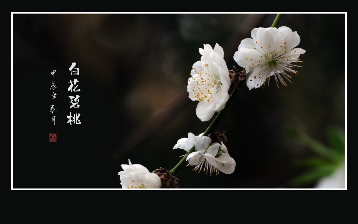 如冰似玉的白花碧桃