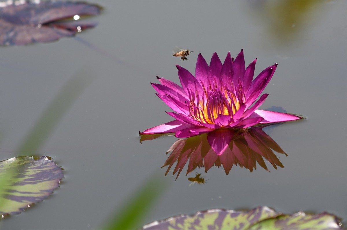 睡莲花