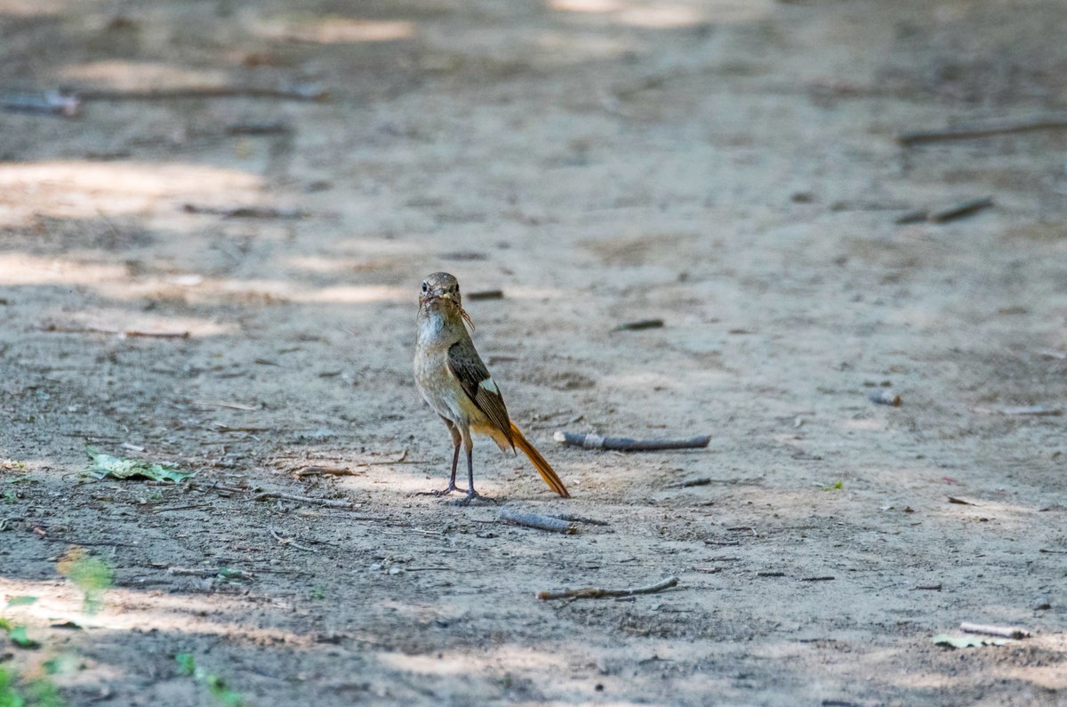 北红尾鸲（二十三）