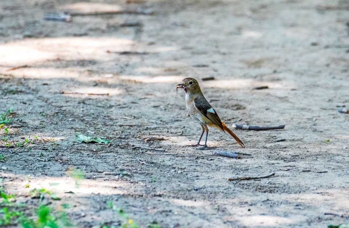 北红尾鸲（二十三）