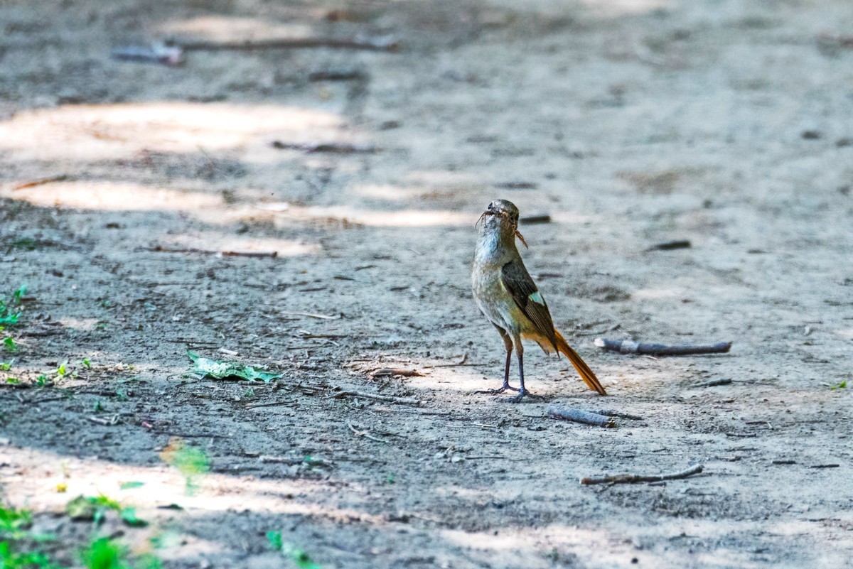 北红尾鸲（二十三）