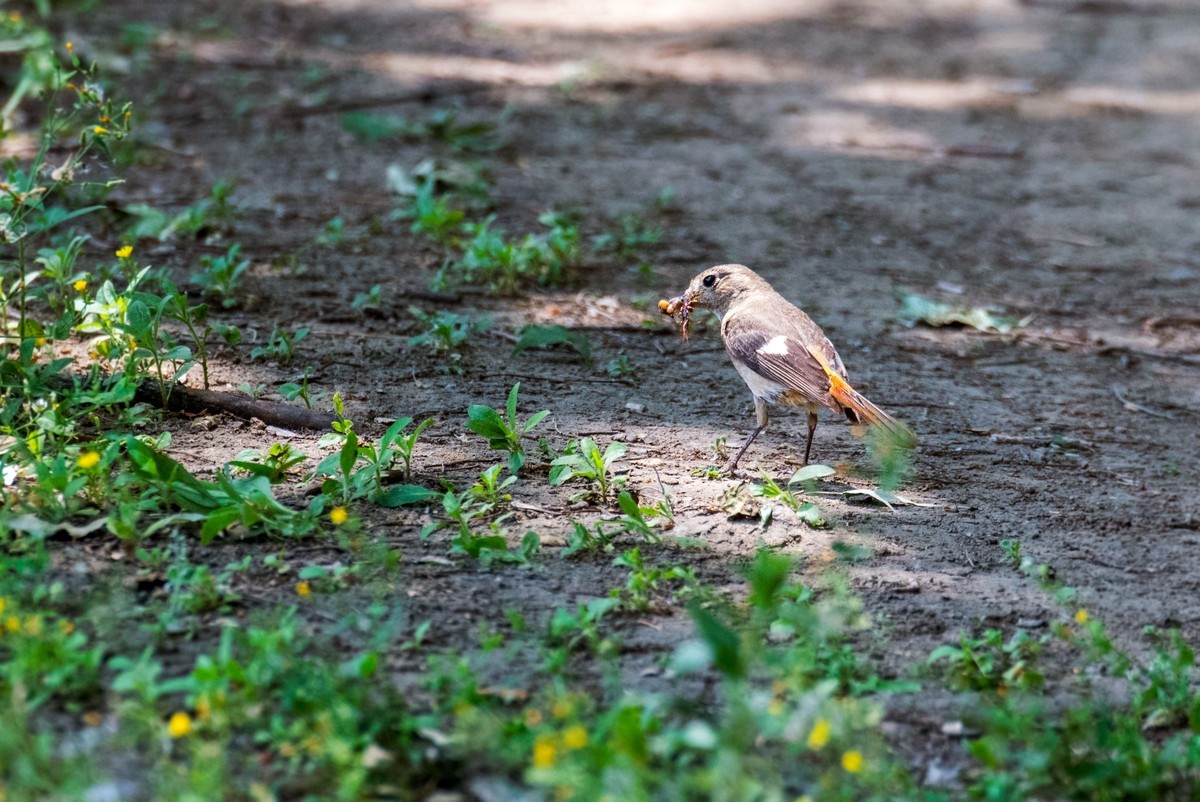 北红尾鸲（二十三）