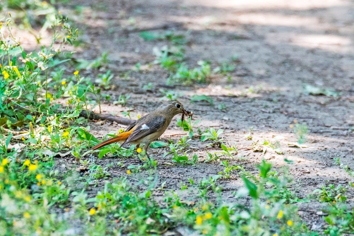 北红尾鸲（二十三）