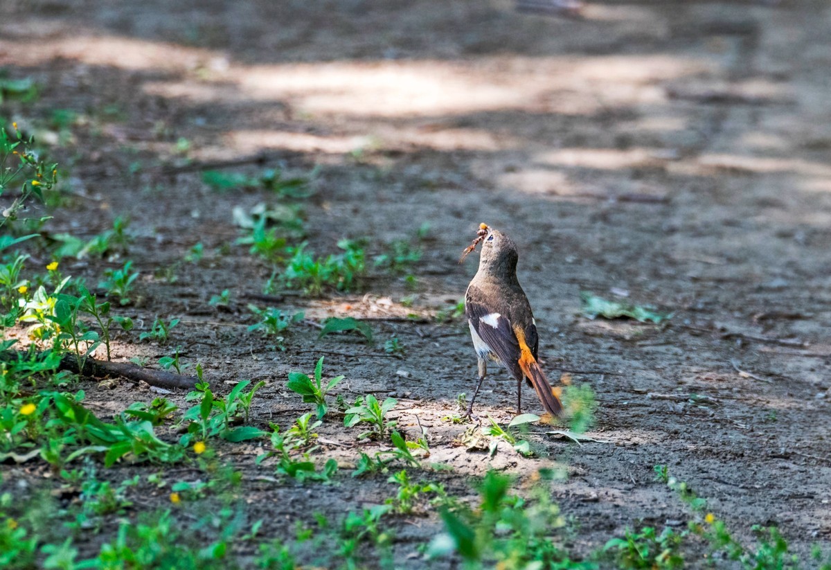 北红尾鸲（二十三）