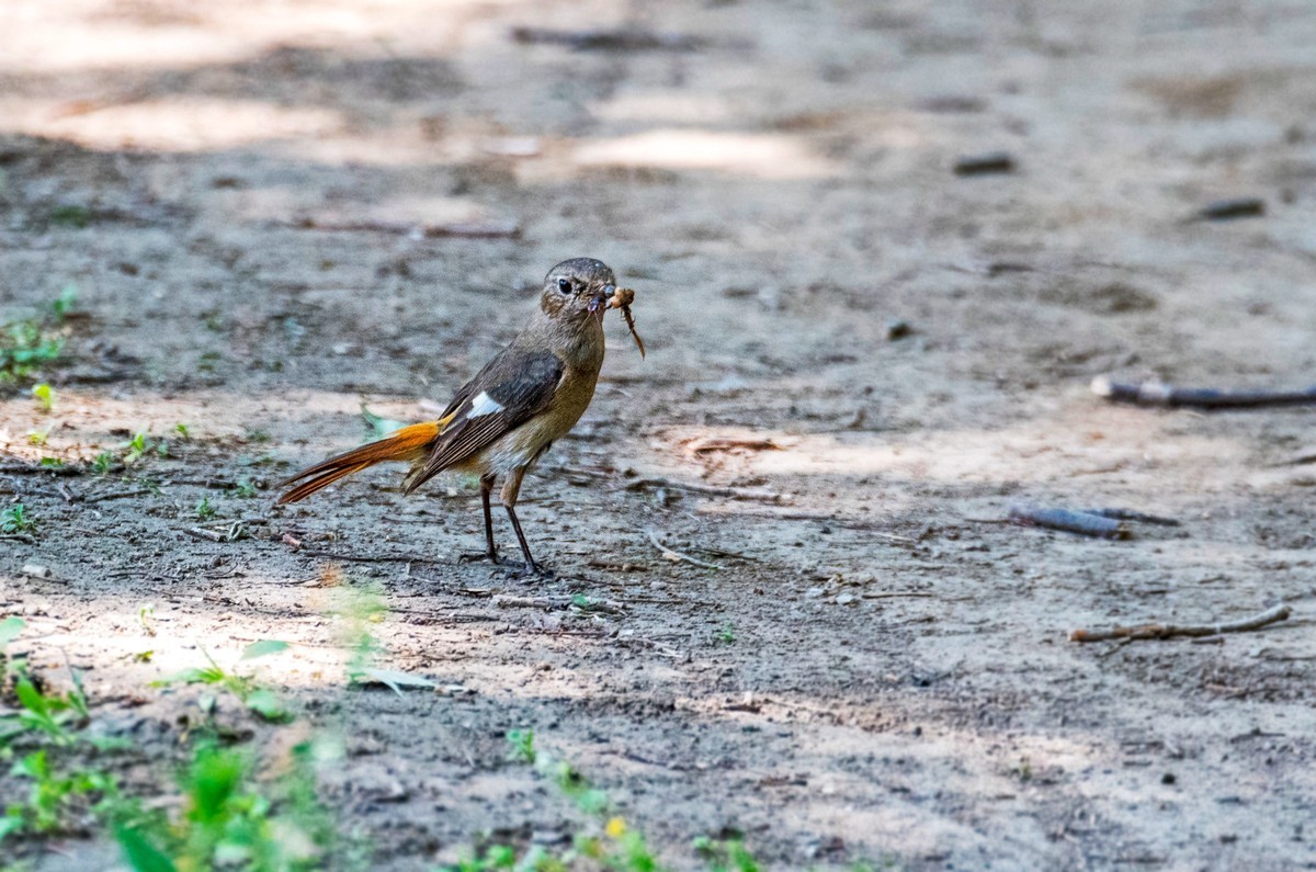 北红尾鸲（二十三）