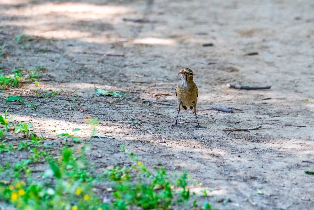 北红尾鸲（二十三）