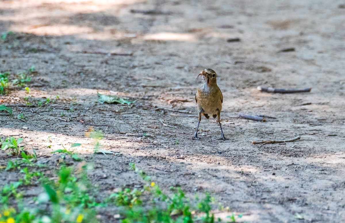 北红尾鸲（二十三）
