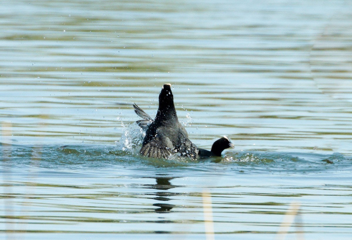 好斗的黑水鸡（2）