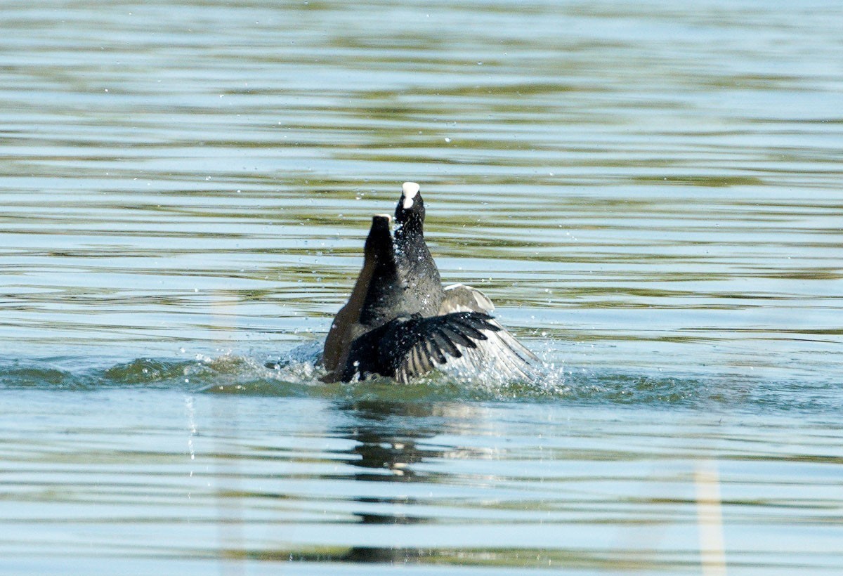 好斗的黑水鸡（2）