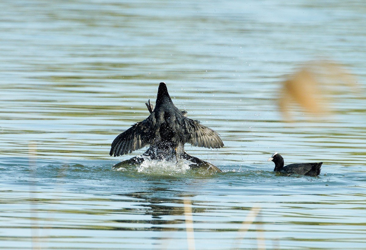 好斗的黑水鸡（2）