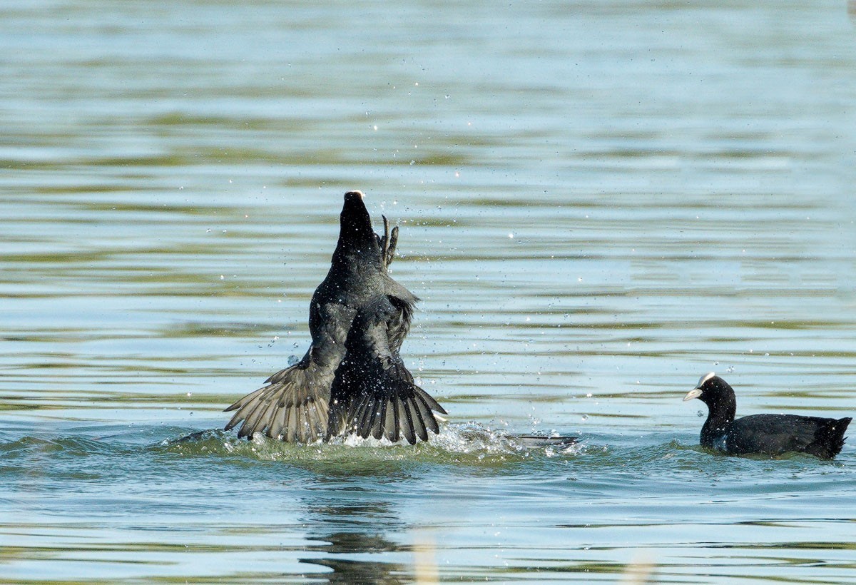 好斗的黑水鸡（2）