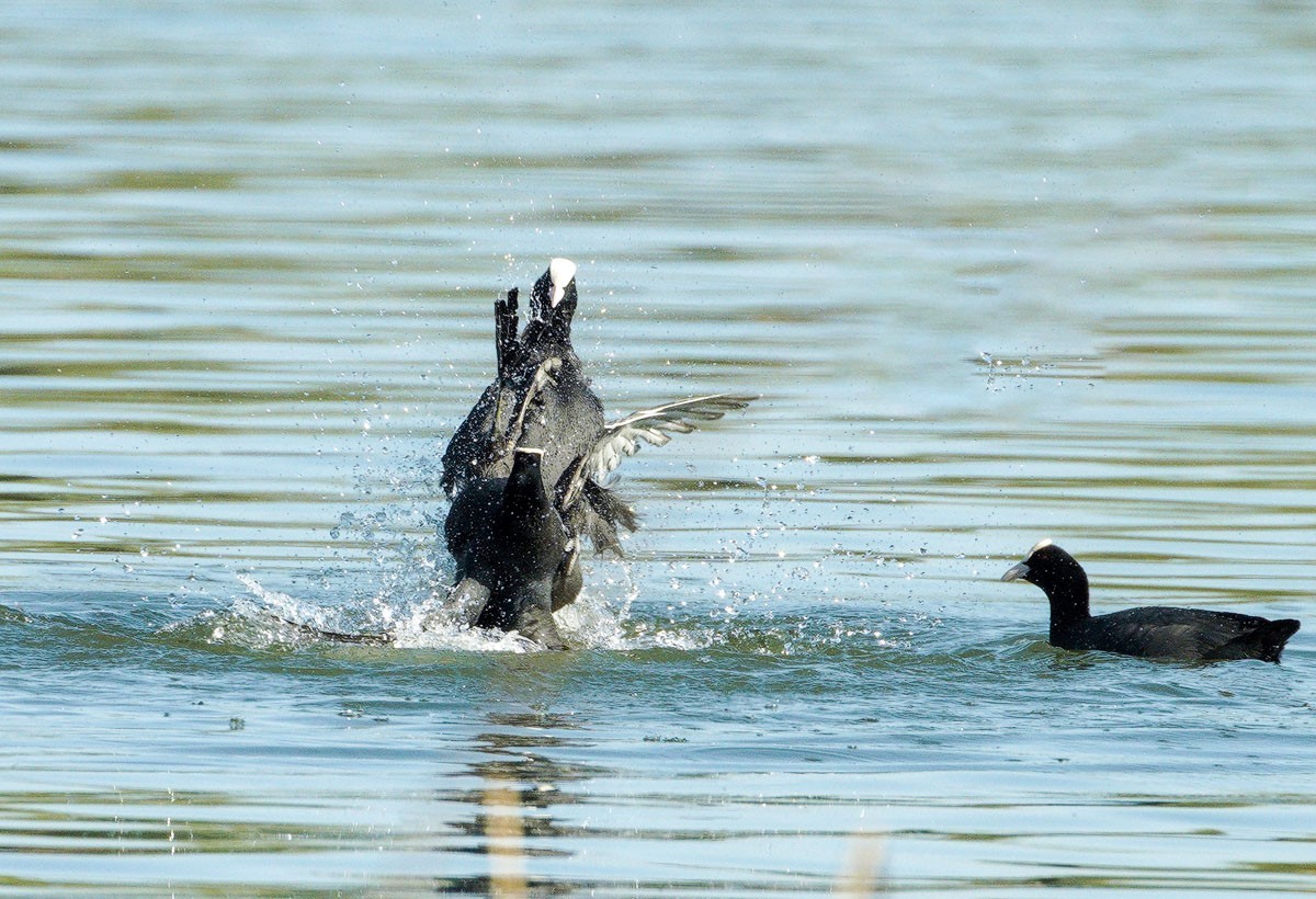 好斗的黑水鸡（2）