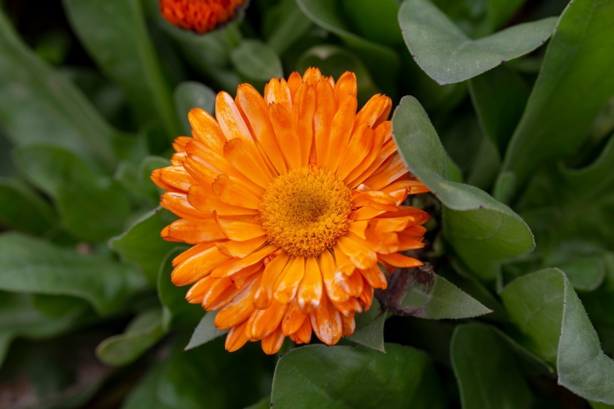 小菊花 3