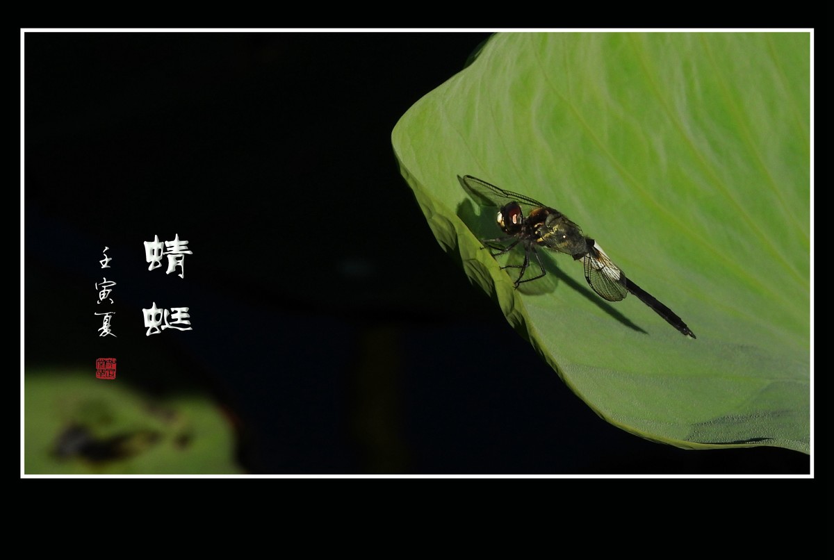 荷塘的小天使蜻蜓