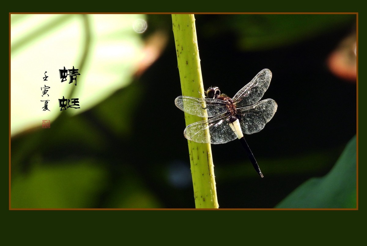 荷塘的小天使蜻蜓