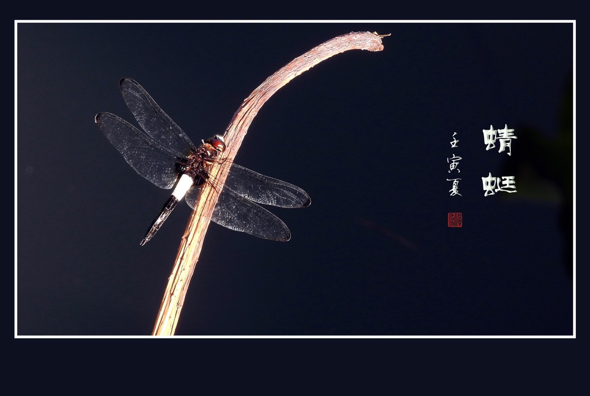 荷塘的小天使蜻蜓