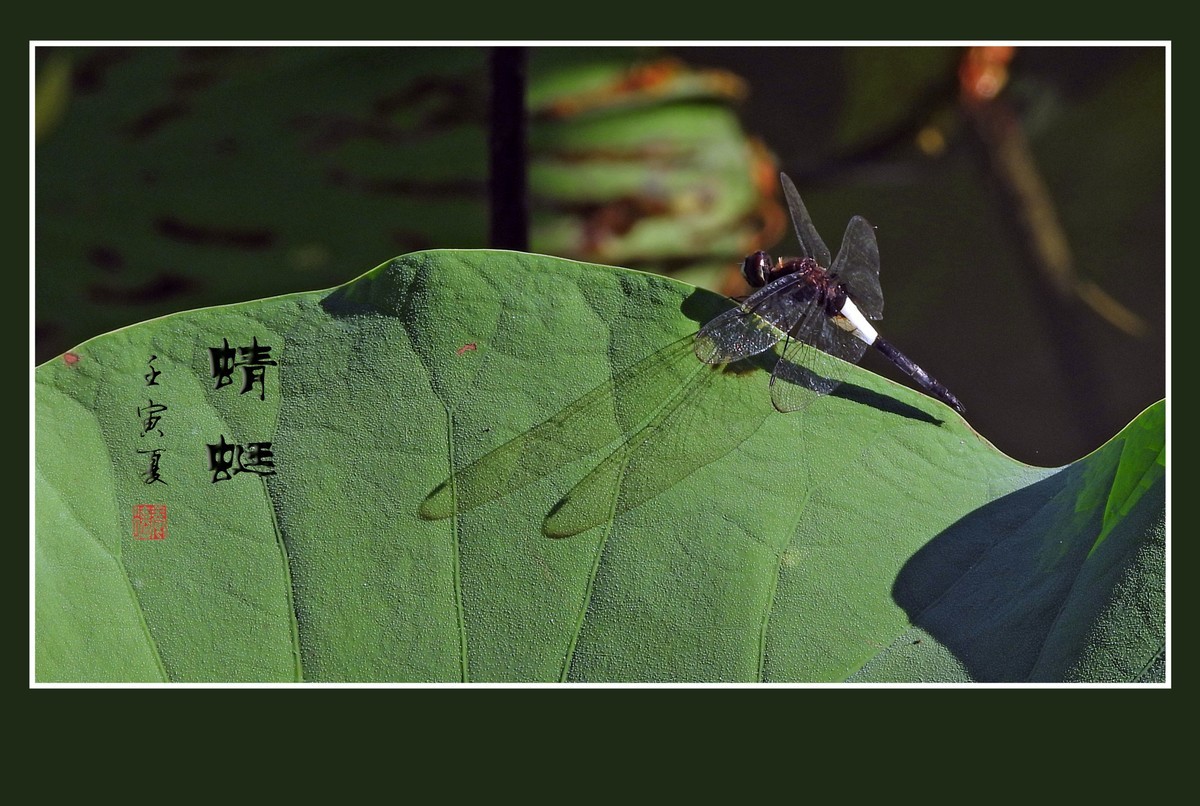 荷塘的小天使蜻蜓