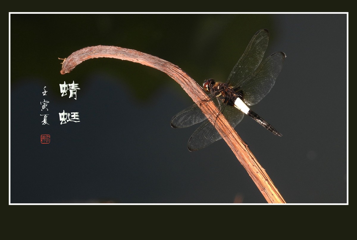 荷塘的小天使蜻蜓