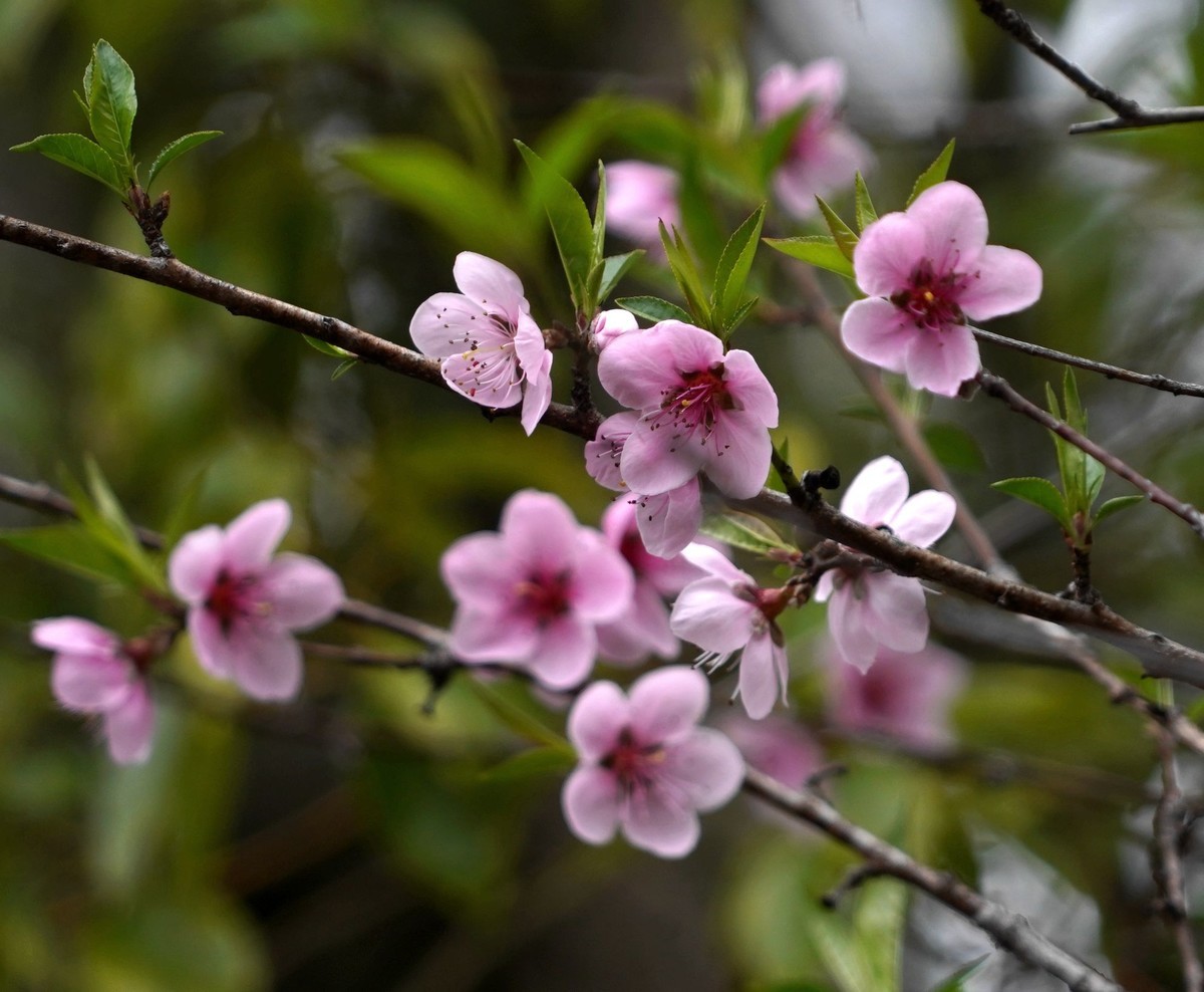 三月桃花如约开