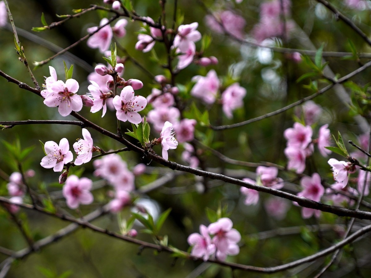 三月桃花如约开