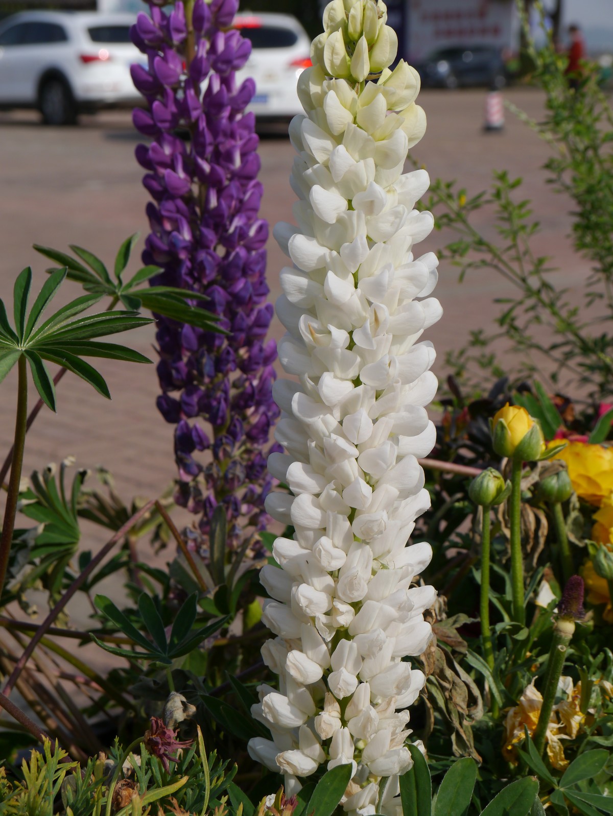 江南行之无锡篇--走进鼋头渚：鼋头渚的花（3）