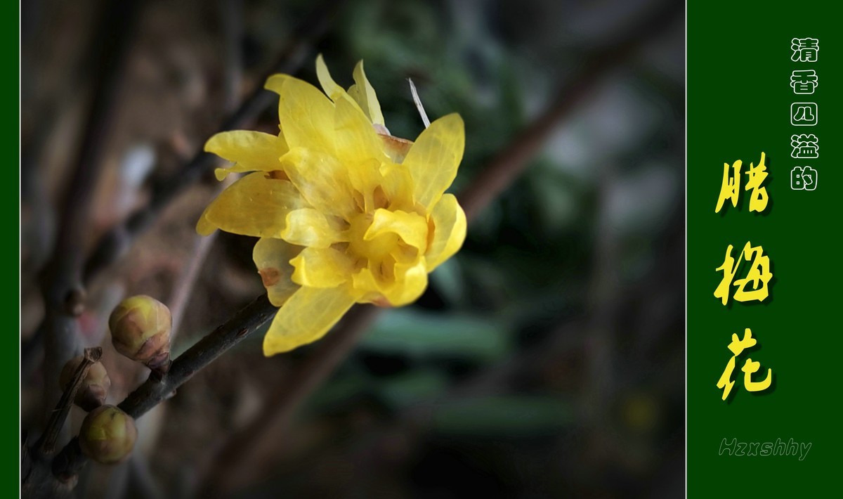 清香四溢的腊梅花（2024012）