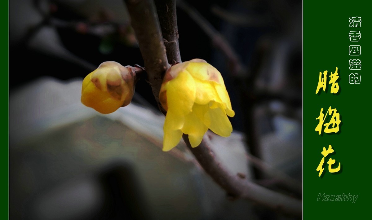 清香四溢的腊梅花（2024012）