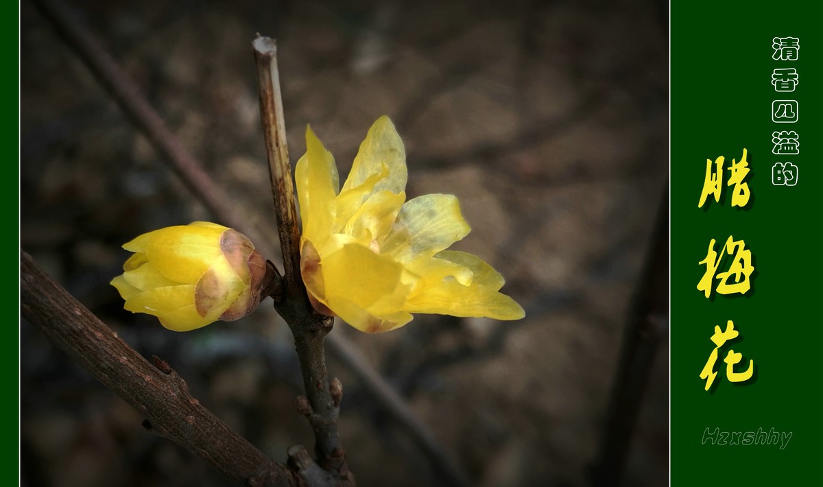 清香四溢的腊梅花（2024012）