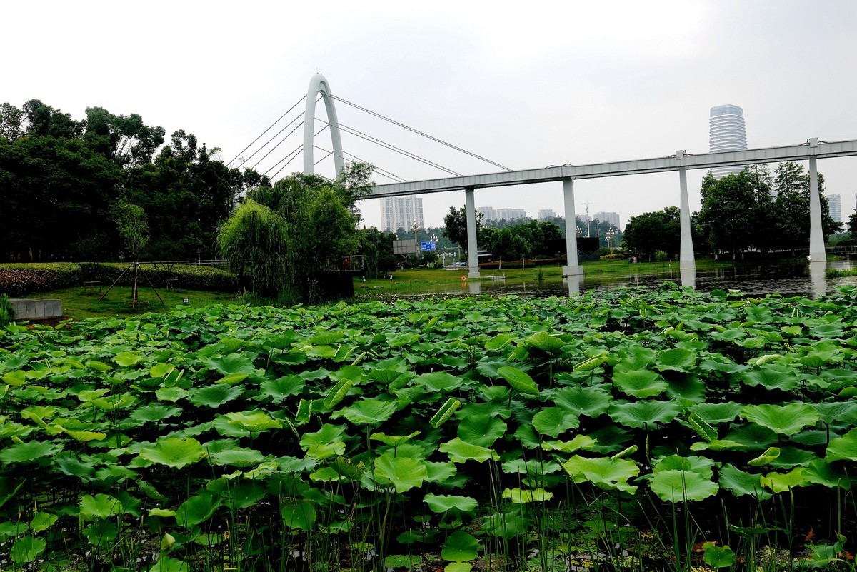 武汉映像---武昌西苑公园风光！