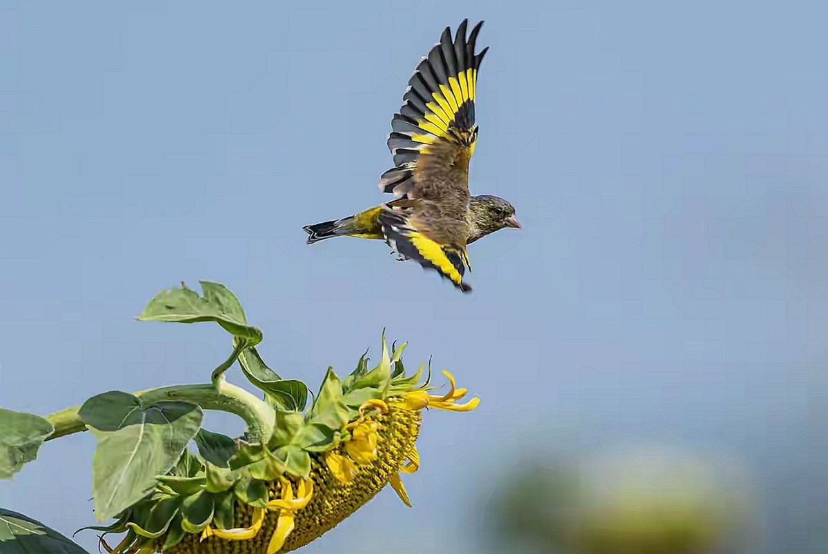 向日葵花海金翅雀--省植物园11