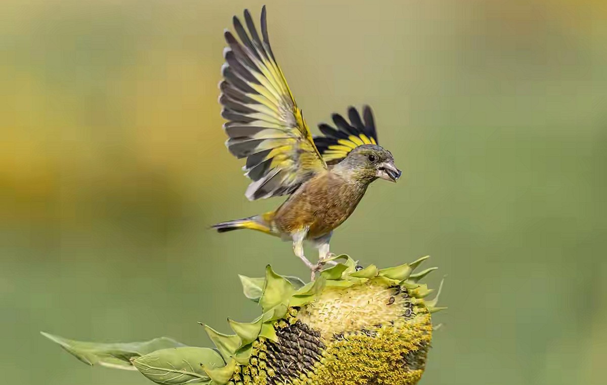 向日葵花海金翅雀--省植物园11