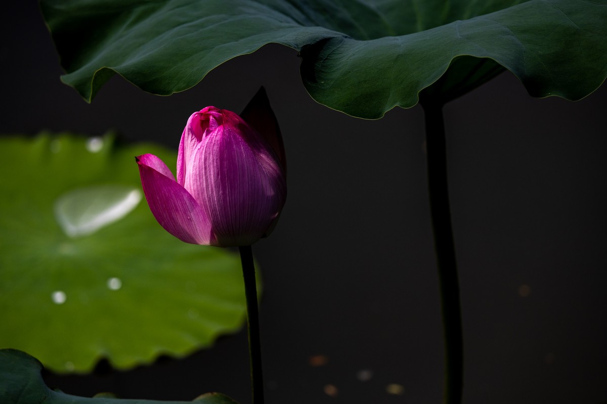 花枝招展（230）