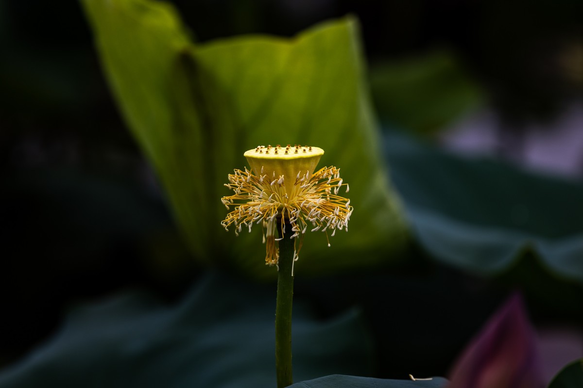 花枝招展（230）