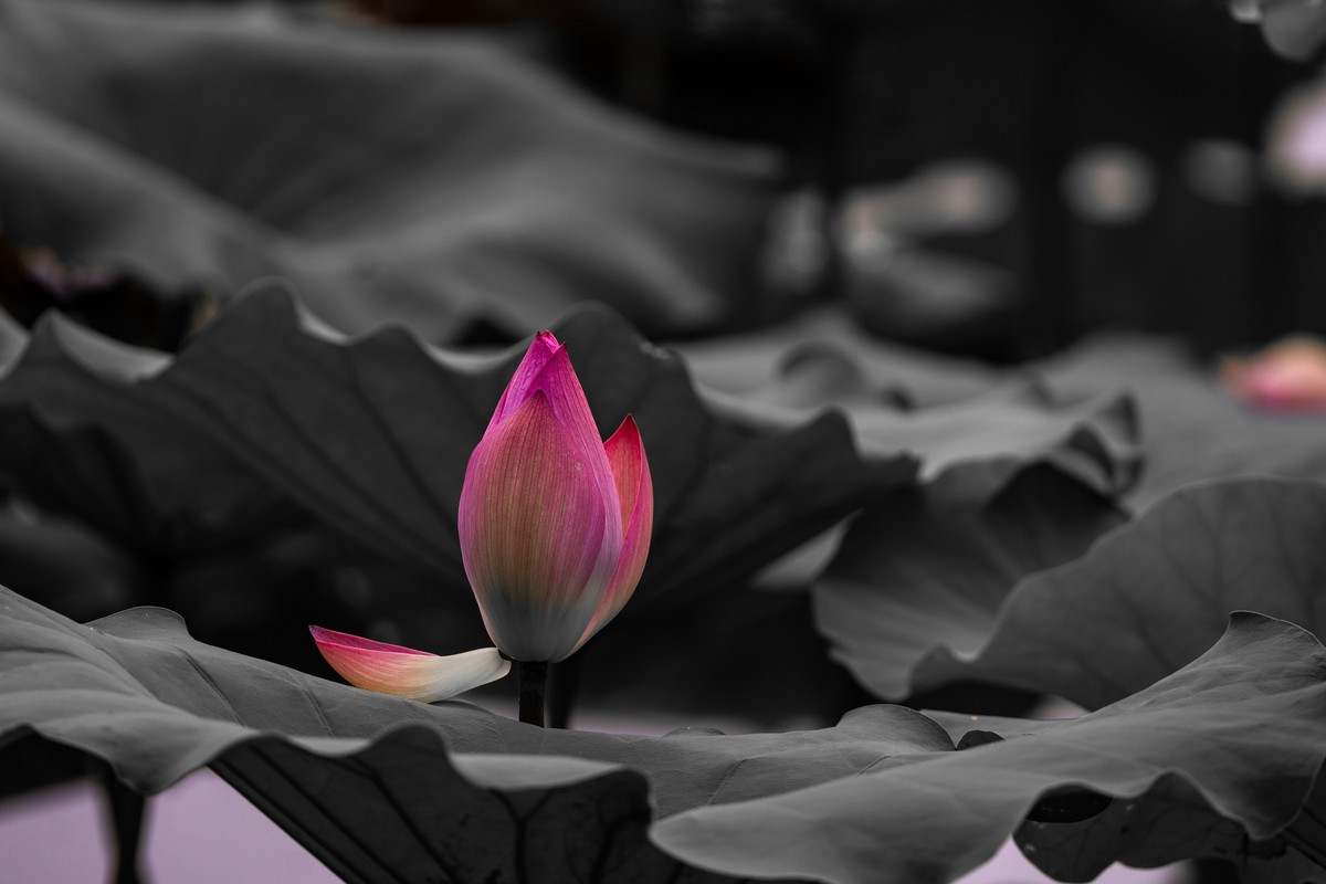 花枝招展（230）