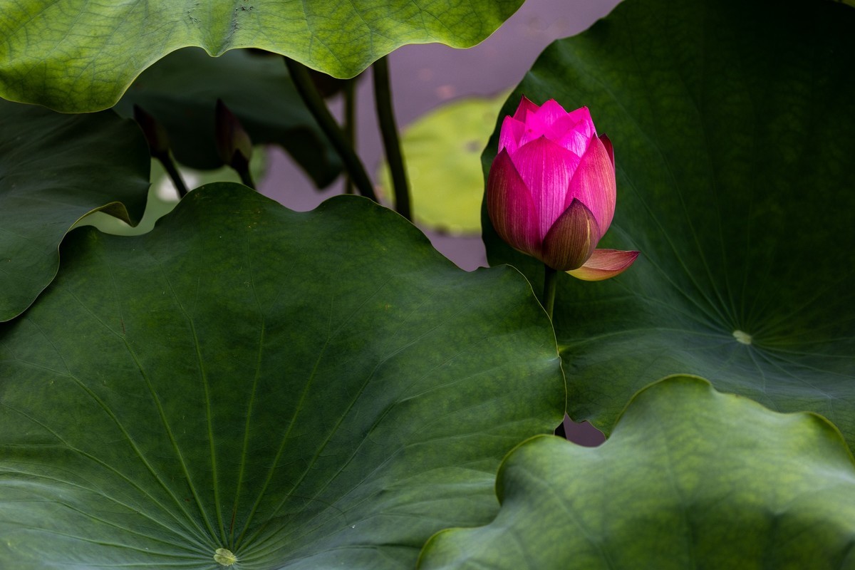 花枝招展（230）