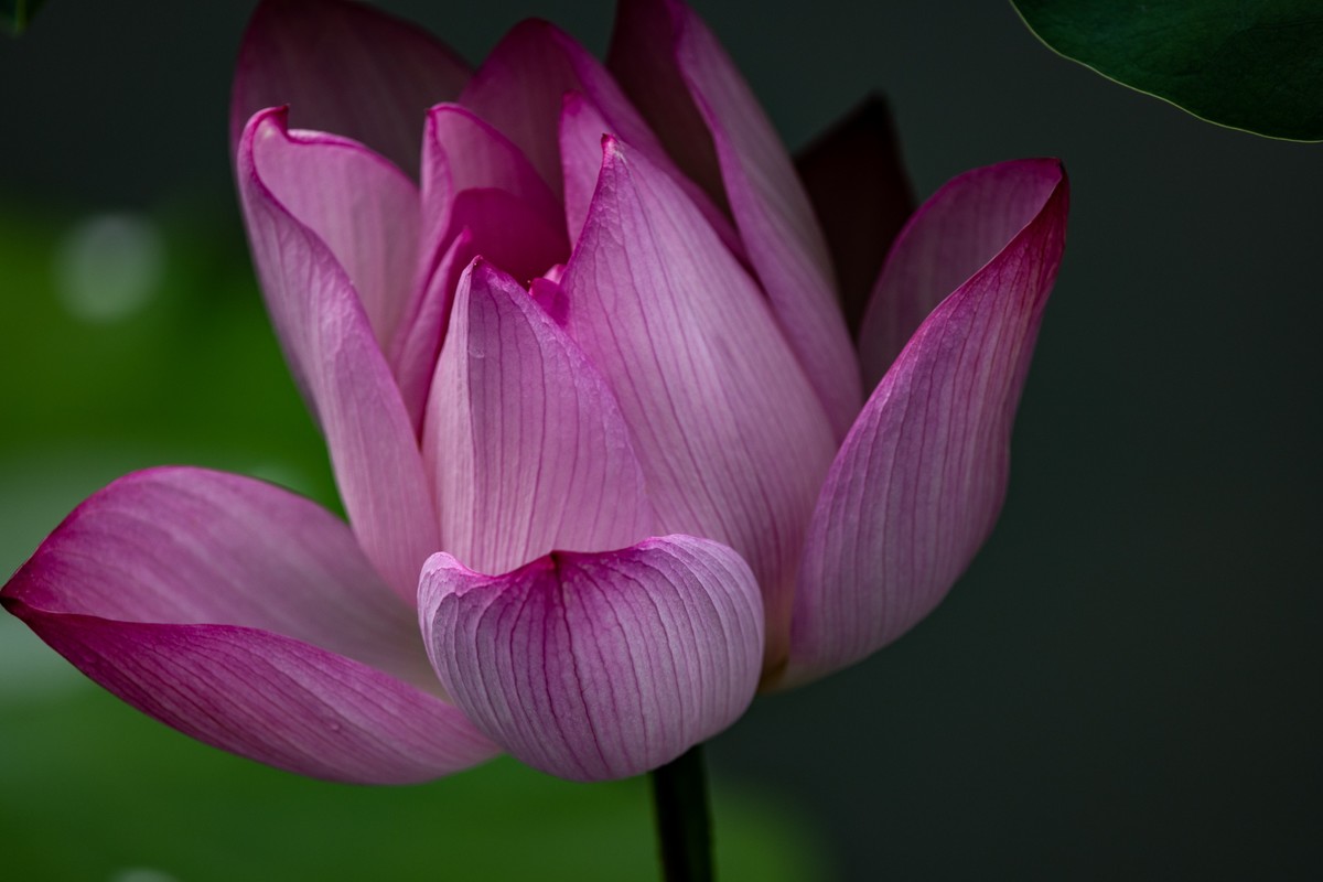 花枝招展（230）