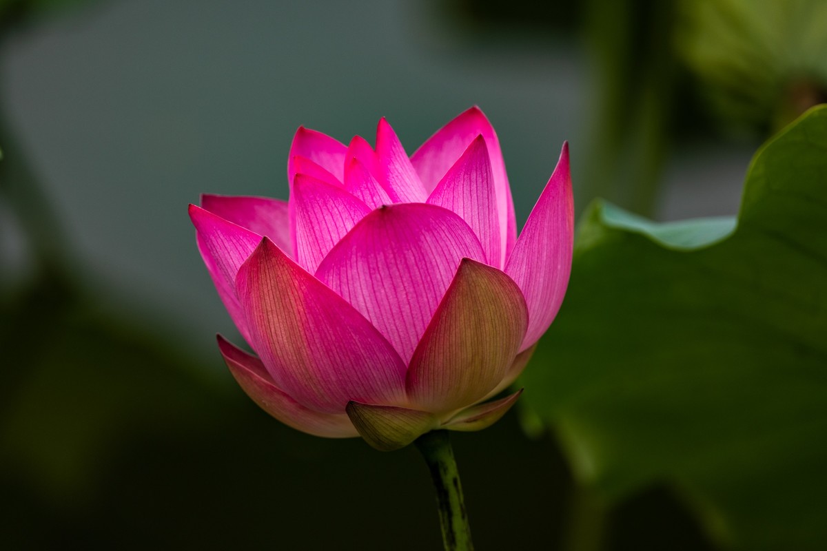 花枝招展（230）