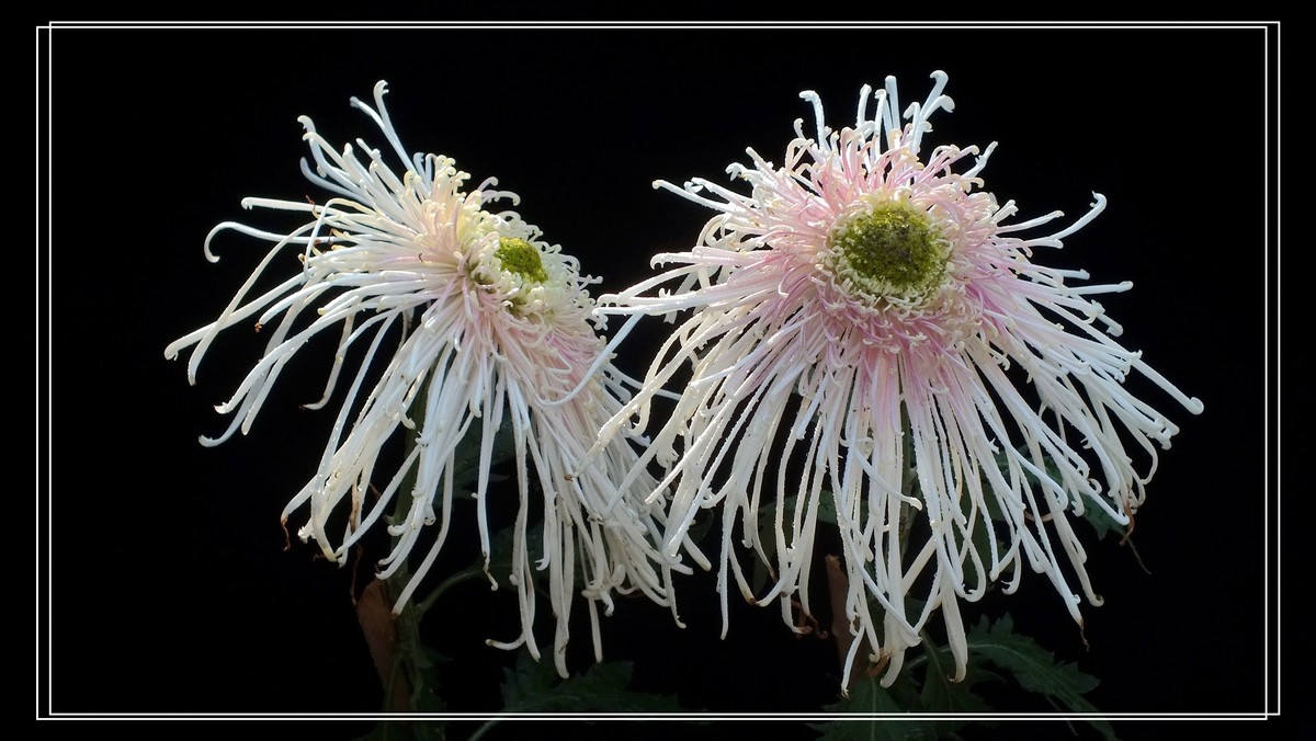 再见12024.第65届城菊会 (15)