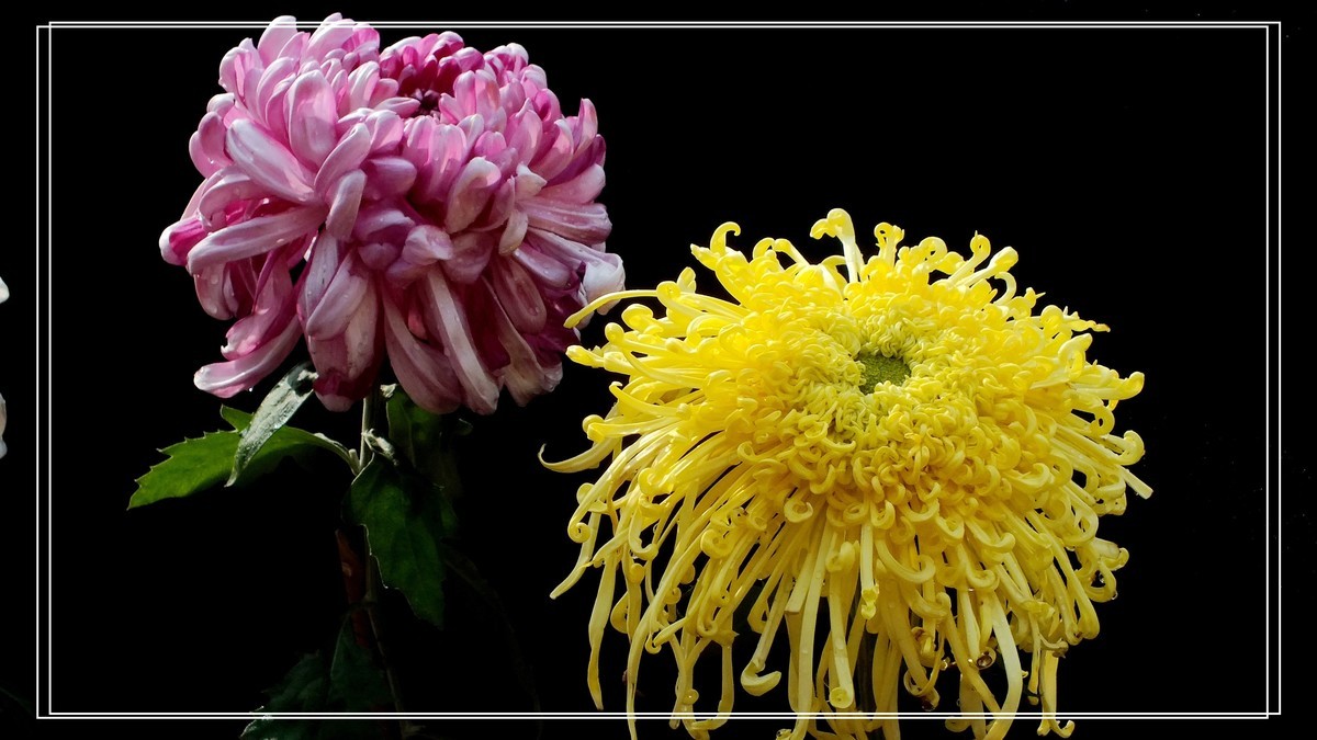 再见12024.第65届城菊会 (15)