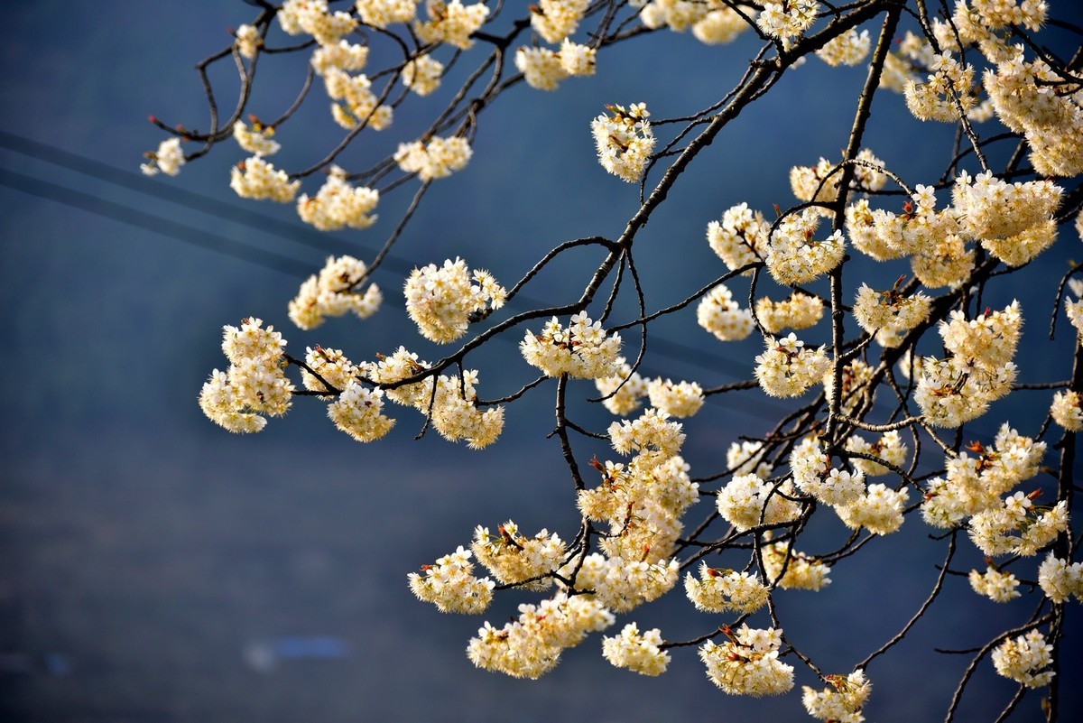 沙河樱花