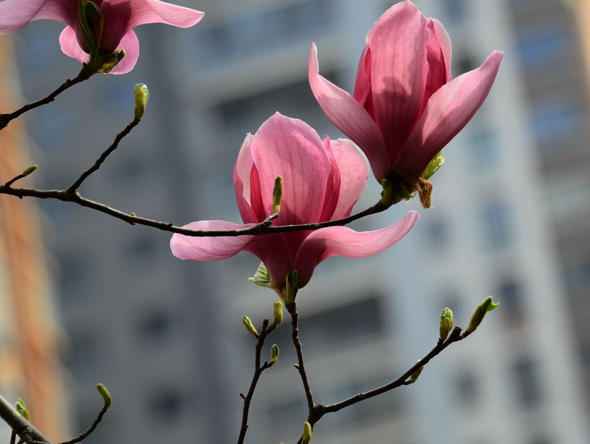 花卉系列【3329】