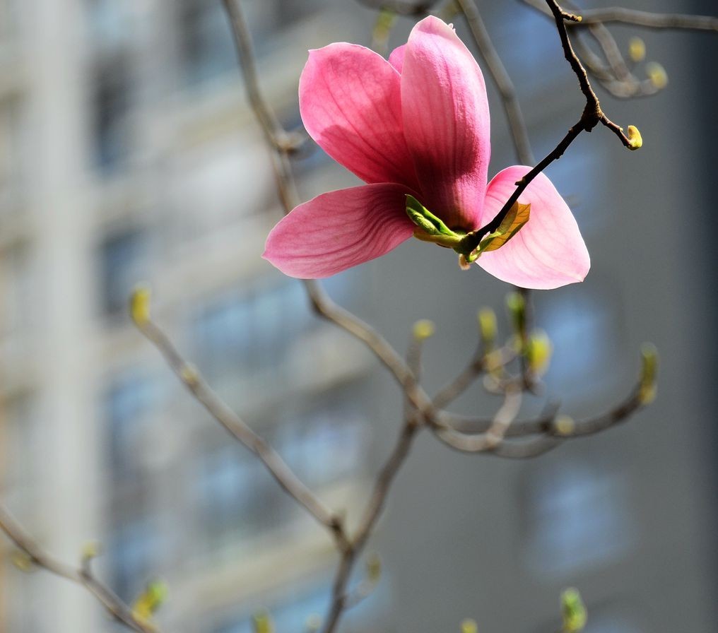 花卉系列【3328】